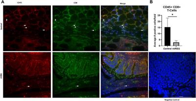 Enhanced amphiregulin exposure promotes modulation of the high grade serous ovarian cancer tumor immune microenvironment
